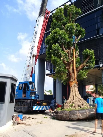 รถเครนยกต้นไม้